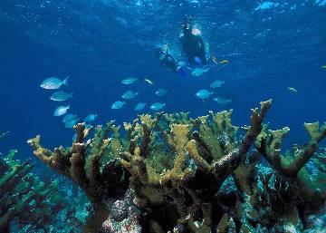 Elkhorn coral and reef fish