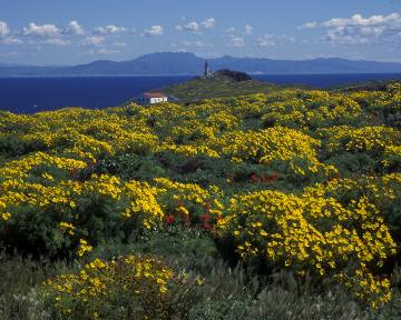 Coreopsis flowers on Anacapa