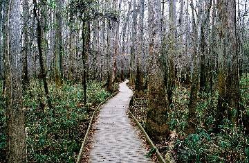 Boardwalk through floodplain forest
