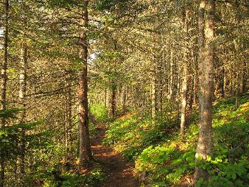 Sunlit forest on Isle Royale