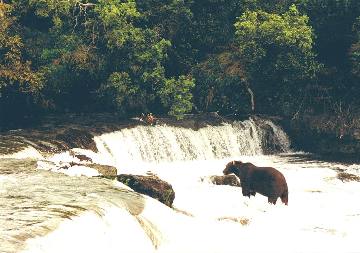 Bears beside the waterfall