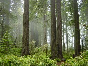 Fog among coast redwoods