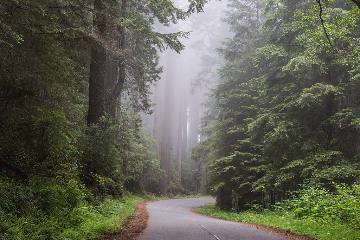 A road through the redwood forest