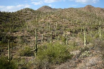 A forest of giant saguaros
